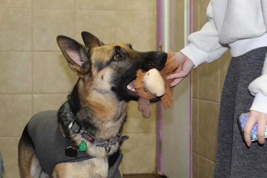 AJ is a gentle German shepherd awaits a new home at the CARE shelter. 
