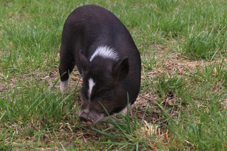 Mable the pig frolicks in the grass.
