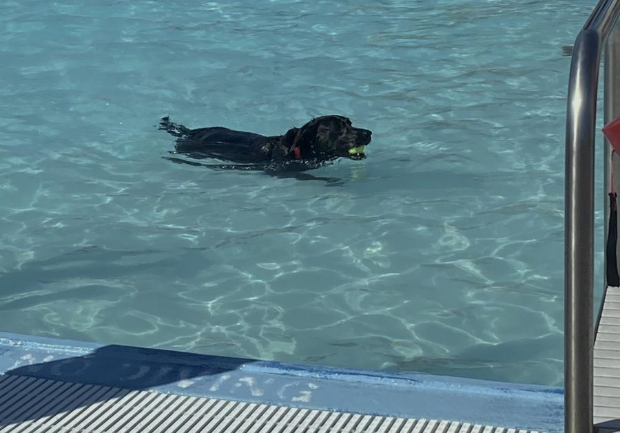 A black lab splashes in the shallow end of Nixas community pool