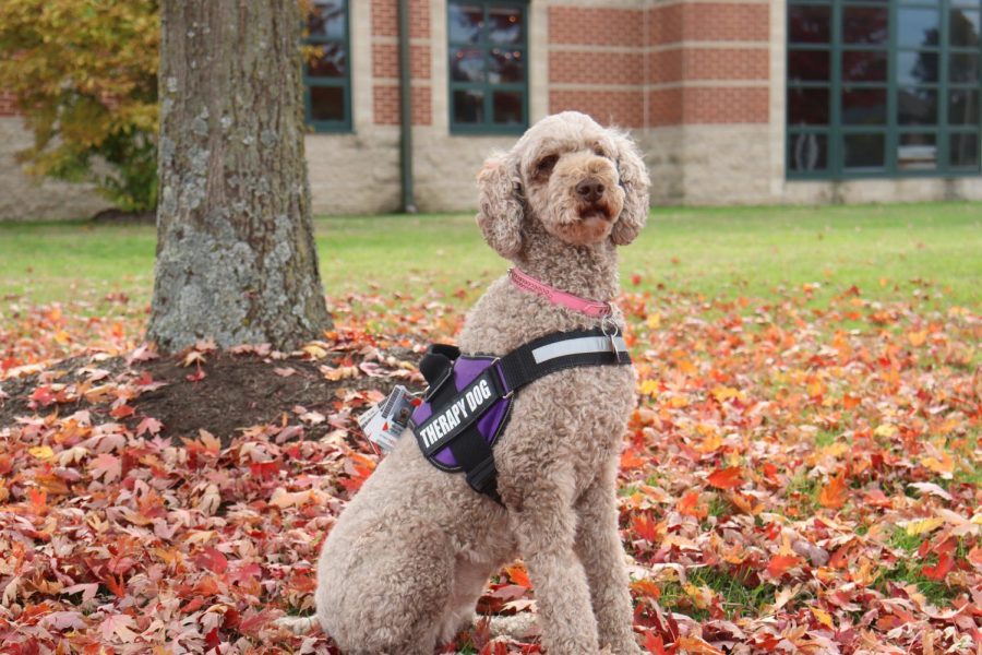 Willow Poodle takes a rest beneath a tree in front of the Nixa High School.