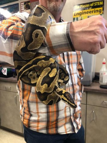 George the snake crawls on his owners arm on April 14. George is a 5-year-old Ball Python who lives at Nixa High School. 