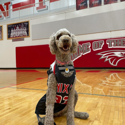 Willow Poodle helps out in the gym when shes not busy in the counseling office.