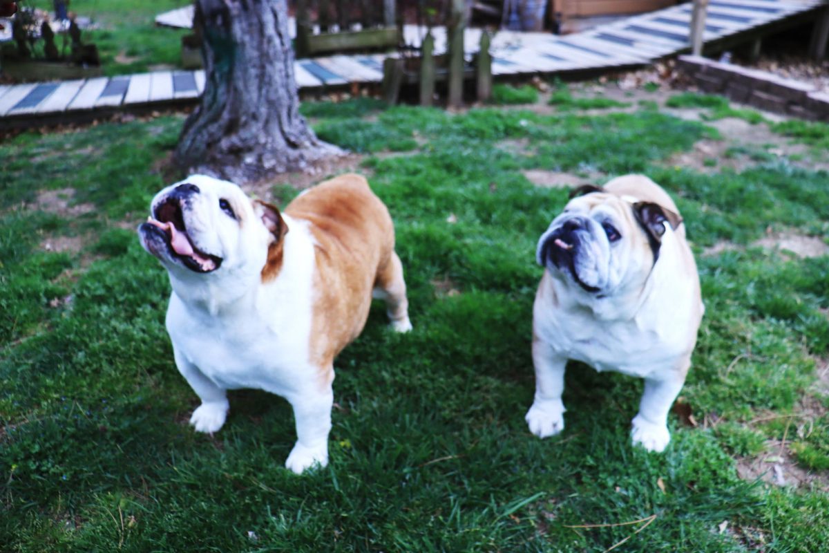 Bob (left) is an English Bulldog who was bought from  English Bulldog Harbour’s in Strafford. Steve (right) is also an English Bulldog who was rescued from a puppy mill in Iowa. 