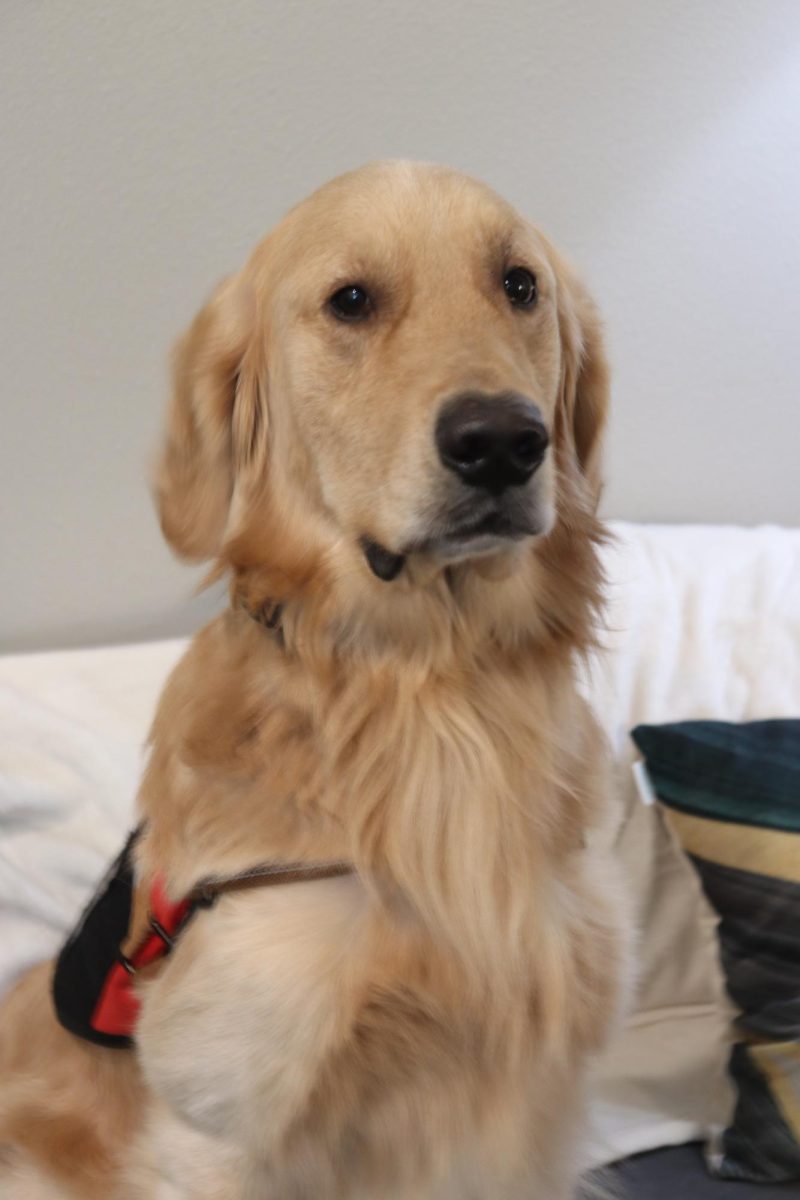 Goose offers comfort during therapy sessions, helping clients feel safe and supported.